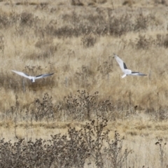 Elanus axillaris at Gordon, ACT - 6 Aug 2024