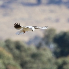 Elanus axillaris at Gordon, ACT - 6 Aug 2024