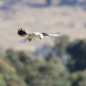 Elanus axillaris at Gordon, ACT - 6 Aug 2024