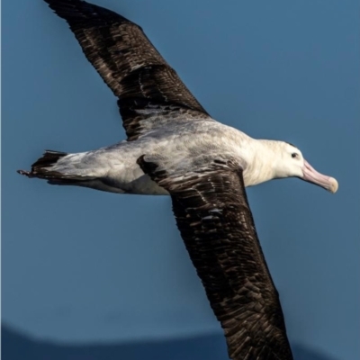 Diomedea antipodensis (Antipodean Albatross) at Fortescue, TAS - 29 Apr 2023 by MichaelBedingfield