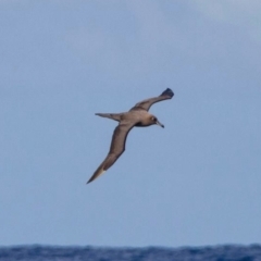 Phoebetria fusca (Sooty Albatross) at Undefined - 1 May 2011 by MichaelBedingfield