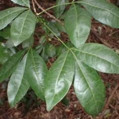 Melicope micrococca (Hairy-leaved Doughwood, White Euodia) at West Nowra, NSW - 5 Aug 2024 by plants