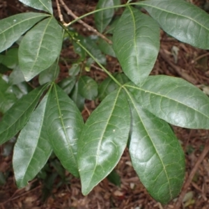 Melicope micrococca at West Nowra, NSW - 5 Aug 2024