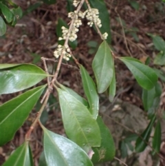 Myrsine variabilis (Muttonwood) at West Nowra, NSW - 5 Aug 2024 by plants