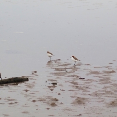 Anarhynchus ruficapillus (Red-capped Plover) at Comerong Island, NSW - 5 Aug 2024 by plants