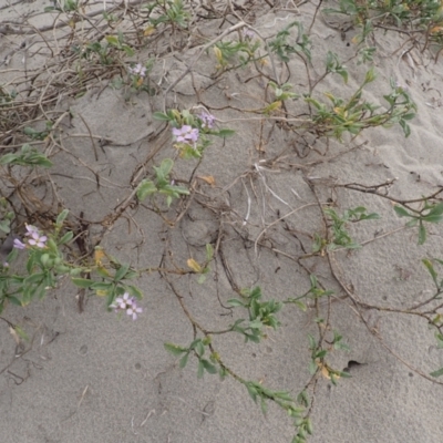 Cakile maritima (Sea Rocket) at Comerong Island, NSW - 5 Aug 2024 by plants