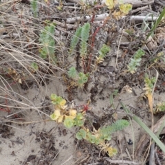 Euphorbia paralias (Sea Spurge ) at Comerong Island, NSW - 5 Aug 2024 by plants