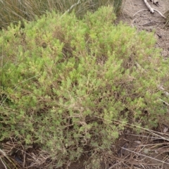 Suaeda australis (Austral Seablite) at Comerong Island, NSW - 5 Aug 2024 by plants