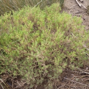 Suaeda australis at Comerong Island, NSW - 5 Aug 2024