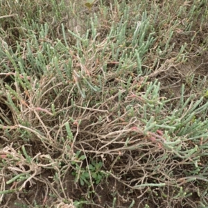 Salicornia quinqueflora at Comerong Island, NSW - 5 Aug 2024