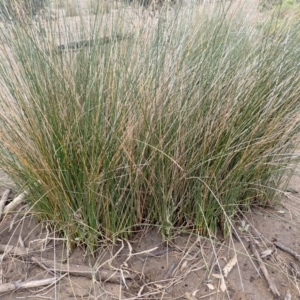 Juncus kraussii subsp. australiensis at Comerong Island, NSW - 5 Aug 2024