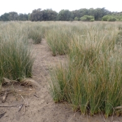 Juncus kraussii subsp. australiensis at Comerong Island, NSW - 5 Aug 2024 01:46 PM