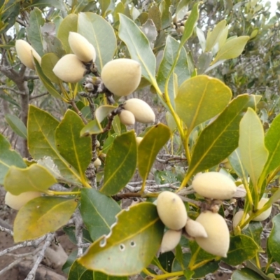 Avicennia marina subsp. australasica (Grey Mangrove) at Comerong Island, NSW - 5 Aug 2024 by plants