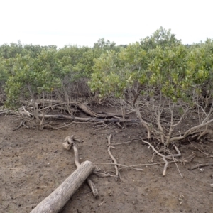 Avicennia marina subsp. australasica at Comerong Island, NSW - 5 Aug 2024 01:45 PM