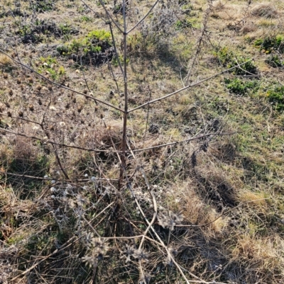 Bidens sp. (Cobbler's Pegs, Farmer's Friend) at Hume, ACT - 6 Aug 2024 by Jiggy