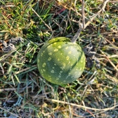 Cucumis myriocarpus (Prickly Paddy Melon) at Hume, ACT - 6 Aug 2024 by Jiggy