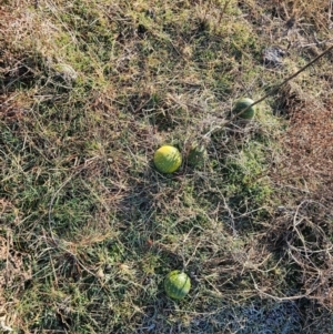 Cucumis myriocarpus at Hume, ACT - 7 Aug 2024