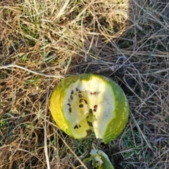 Cucumis myriocarpus at Hume, ACT - 7 Aug 2024