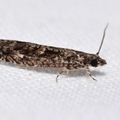 Holocola triangulana (A Tortricid Moth) at Jerrabomberra, NSW - 6 Aug 2024 by DianneClarke