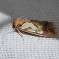 Cosmodes elegans (Green Blotched Moth) at Freshwater Creek, VIC - 21 Oct 2022 by WendyEM