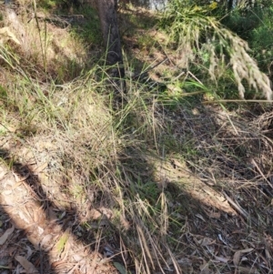 Austrostipa verticillata at Bruce, ACT - 7 Aug 2024