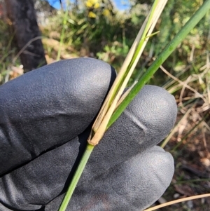 Austrostipa verticillata at Bruce, ACT - 7 Aug 2024