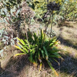 Agapanthus praecox subsp. orientalis at Ainslie, ACT - 6 Aug 2024