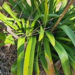 Agapanthus praecox subsp. orientalis at Ainslie, ACT - 6 Aug 2024