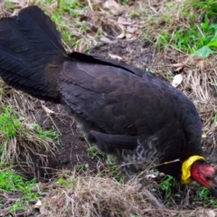 Alectura lathami at Manly, NSW - 5 Aug 2024 11:15 AM