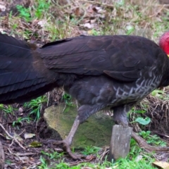 Alectura lathami at Manly, NSW - 5 Aug 2024 11:15 AM