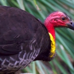 Alectura lathami at Manly, NSW - 5 Aug 2024 11:15 AM