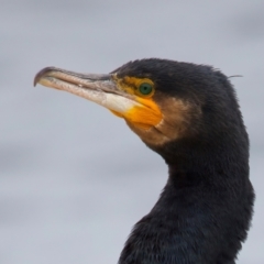 Phalacrocorax carbo (Great Cormorant) at Manly, NSW - 5 Aug 2024 by jb2602