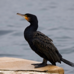 Phalacrocorax carbo at Manly, NSW - 5 Aug 2024 11:00 AM