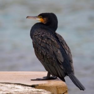 Phalacrocorax carbo at Manly, NSW - 5 Aug 2024