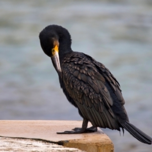 Phalacrocorax carbo at Manly, NSW - 5 Aug 2024