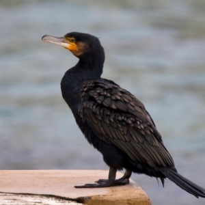 Phalacrocorax carbo at Manly, NSW - 5 Aug 2024 11:00 AM