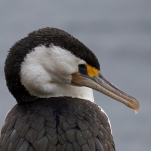 Phalacrocorax varius at Manly, NSW - 5 Aug 2024