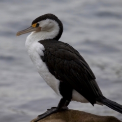 Phalacrocorax varius at Manly, NSW - 5 Aug 2024 11:06 AM