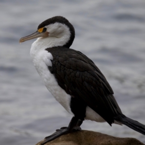 Phalacrocorax varius at Manly, NSW - 5 Aug 2024 11:06 AM