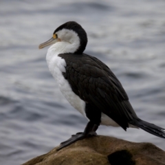 Phalacrocorax varius at Manly, NSW - 5 Aug 2024 11:06 AM