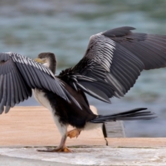 Anhinga novaehollandiae (Australasian Darter) at Manly, NSW - 5 Aug 2024 by jb2602