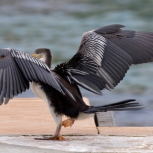 Anhinga novaehollandiae at Manly, NSW - 5 Aug 2024