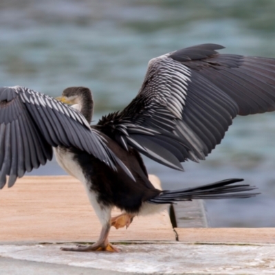 Anhinga novaehollandiae (Australasian Darter) at Manly, NSW - 5 Aug 2024 by jb2602