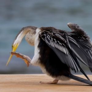 Anhinga novaehollandiae at Manly, NSW - 5 Aug 2024