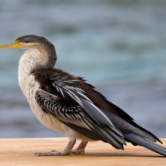 Anhinga novaehollandiae at Manly, NSW - 5 Aug 2024 11:01 AM