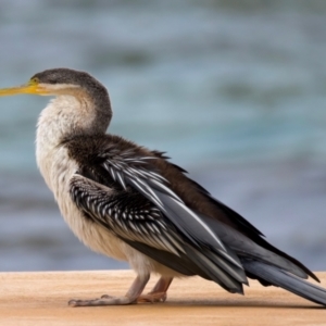 Anhinga novaehollandiae at Manly, NSW - 5 Aug 2024 11:01 AM