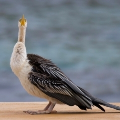 Anhinga novaehollandiae at Manly, NSW - 5 Aug 2024 11:01 AM