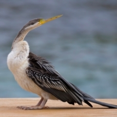 Anhinga novaehollandiae at Manly, NSW - 5 Aug 2024