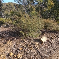 Pomaderris betulina subsp. betulina (Birch Pomaderris) at Canberra Airport, ACT - 7 Aug 2024 by BrianSummers