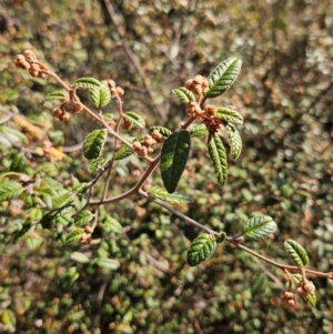 Pomaderris betulina subsp. betulina at Canberra Airport, ACT - 7 Aug 2024